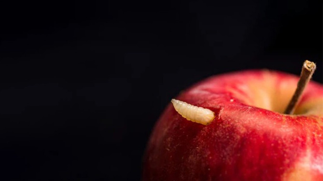 A është e sigurt të hani fruta në të cilat keni gjetur krimba?