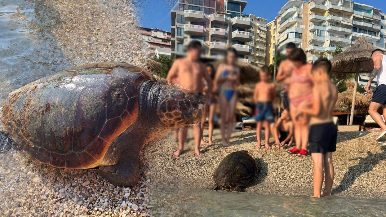 Breshka e rrallë viziton pushuesit në plazhin e Sarandës