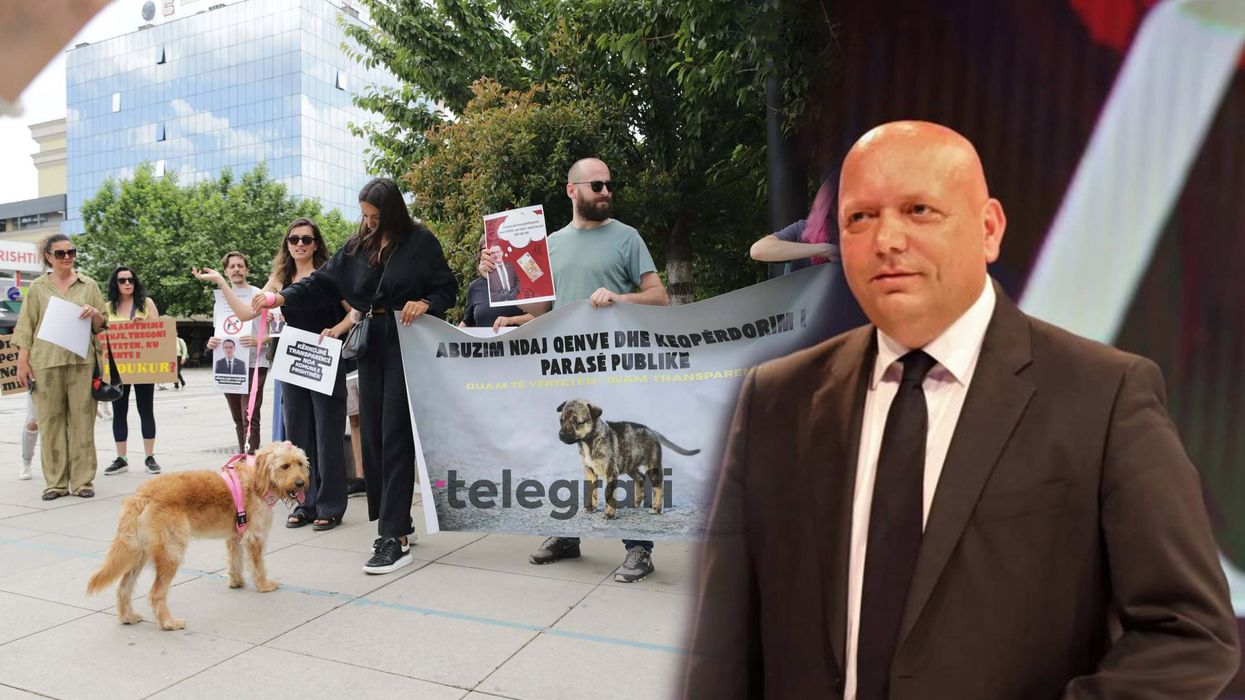 Qentë endacakë në Prishtinë me kujdes apo krizë? Përplasen komuna dhe aktivistët