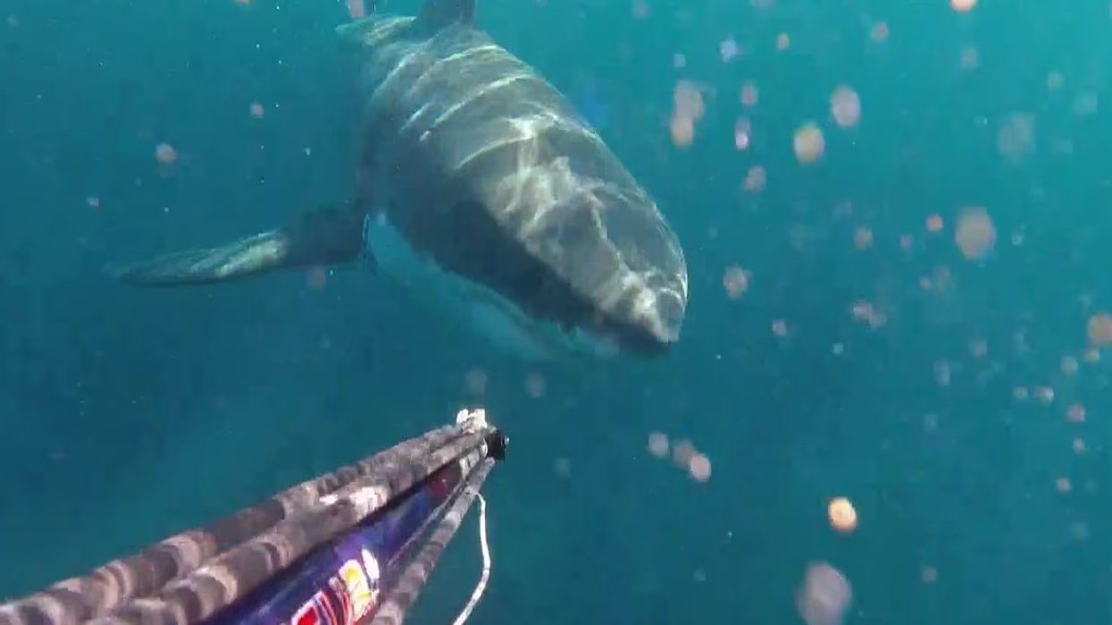 Përballja e peshkatarit me peshkaqenin e bardhë në Australi