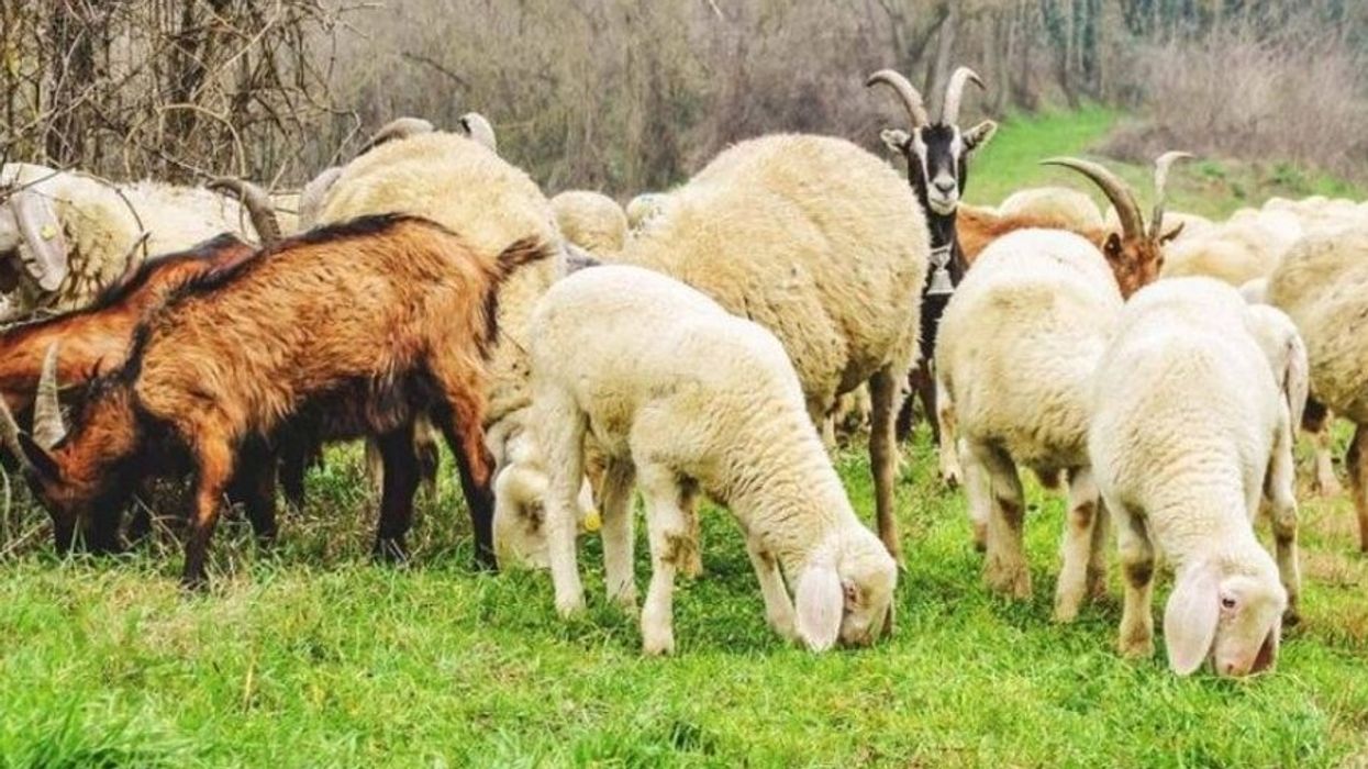 Kosova ndalon importin e deleve dhe dhive nga Maqedonia e Veriut pas konfirmimit të sëmundjes “Gjuha e Kaltër”