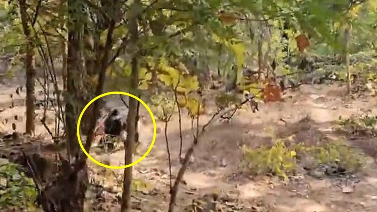 Pamje të frikshme: Ariu i egërsuar 'masakron' babë e bir në një pyll Indi - roja e pyllit në gjendje kritike në spital