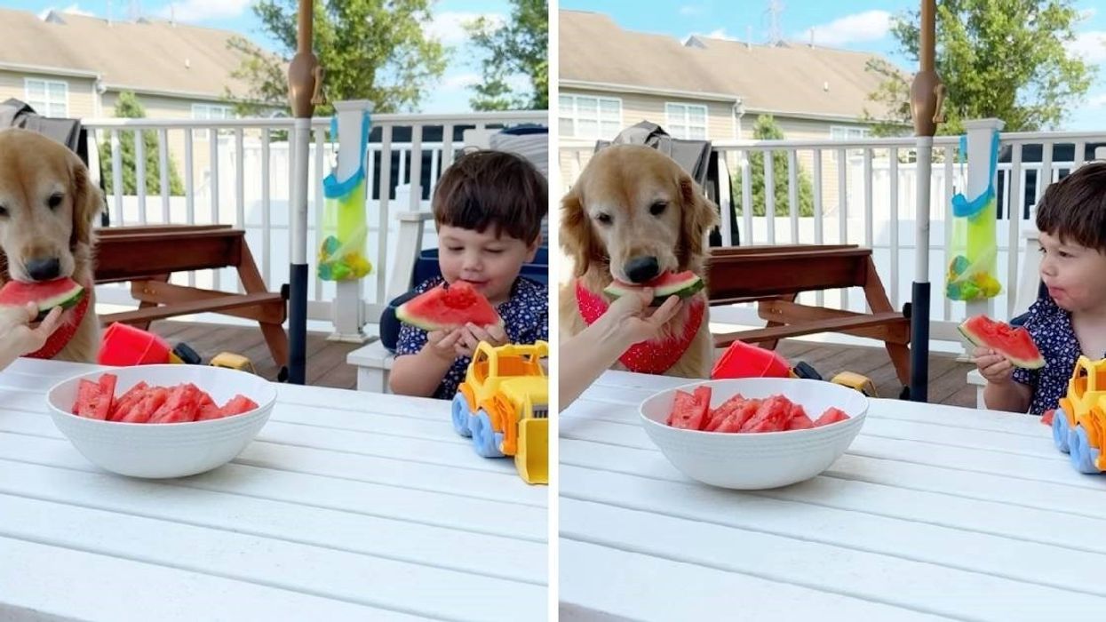 Garë e adhurueshme - qeni dhe fëmija matën shpejtësinë e tyre në ngrënien e një shalqiri