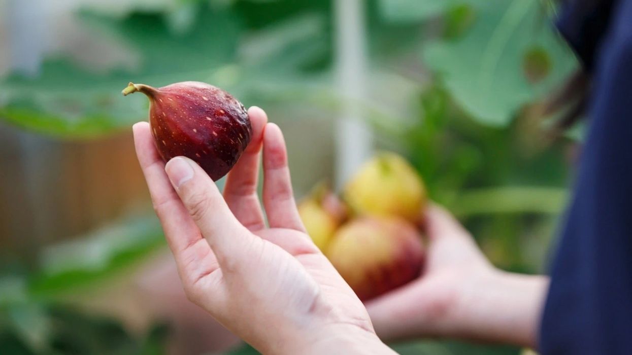 Fiku është i shëndetshëm, por njerëzit me këto probleme nuk duhet ta konsumojnë