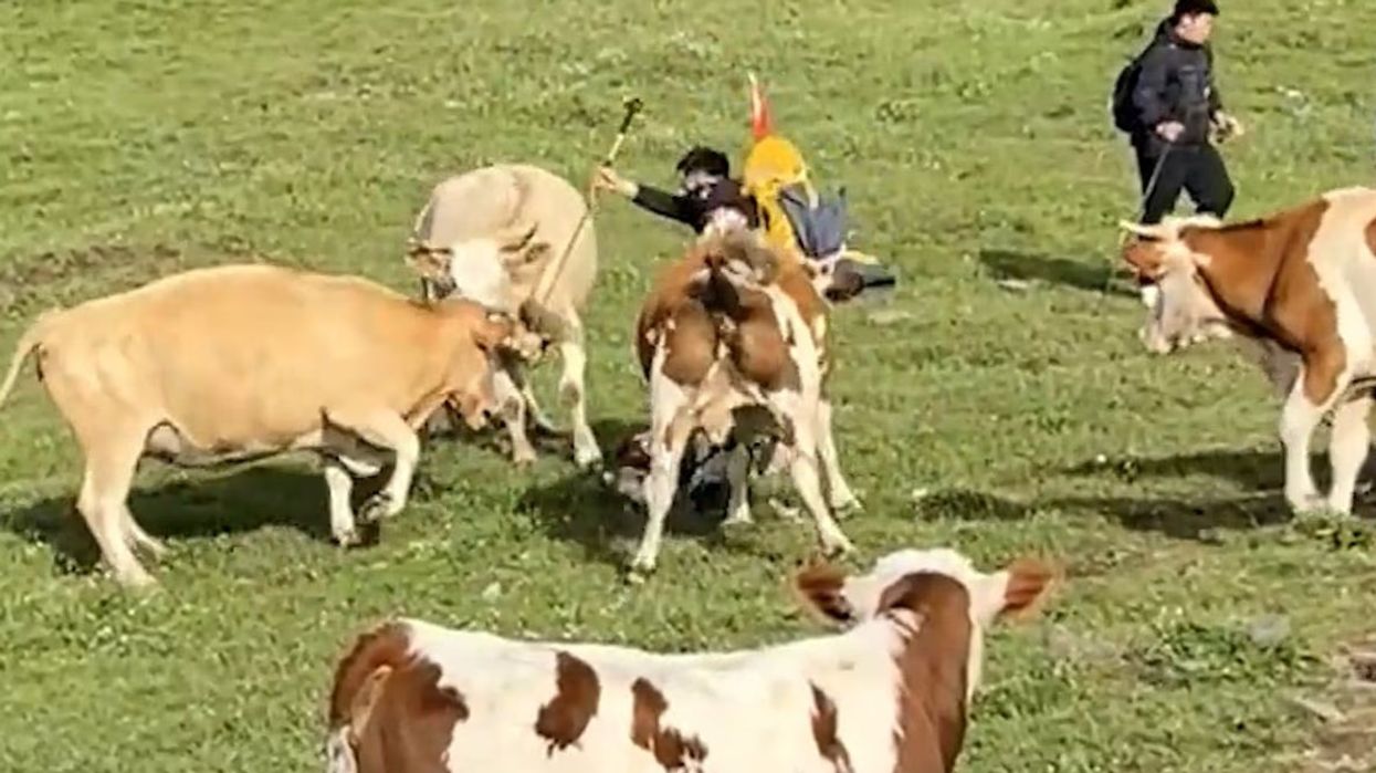 Një alpinist në Kinë e pësoi keq, “shkelet egërsisht” nga një tufë lopësh, pasi 'e ngacmoi njërën me një shkop'