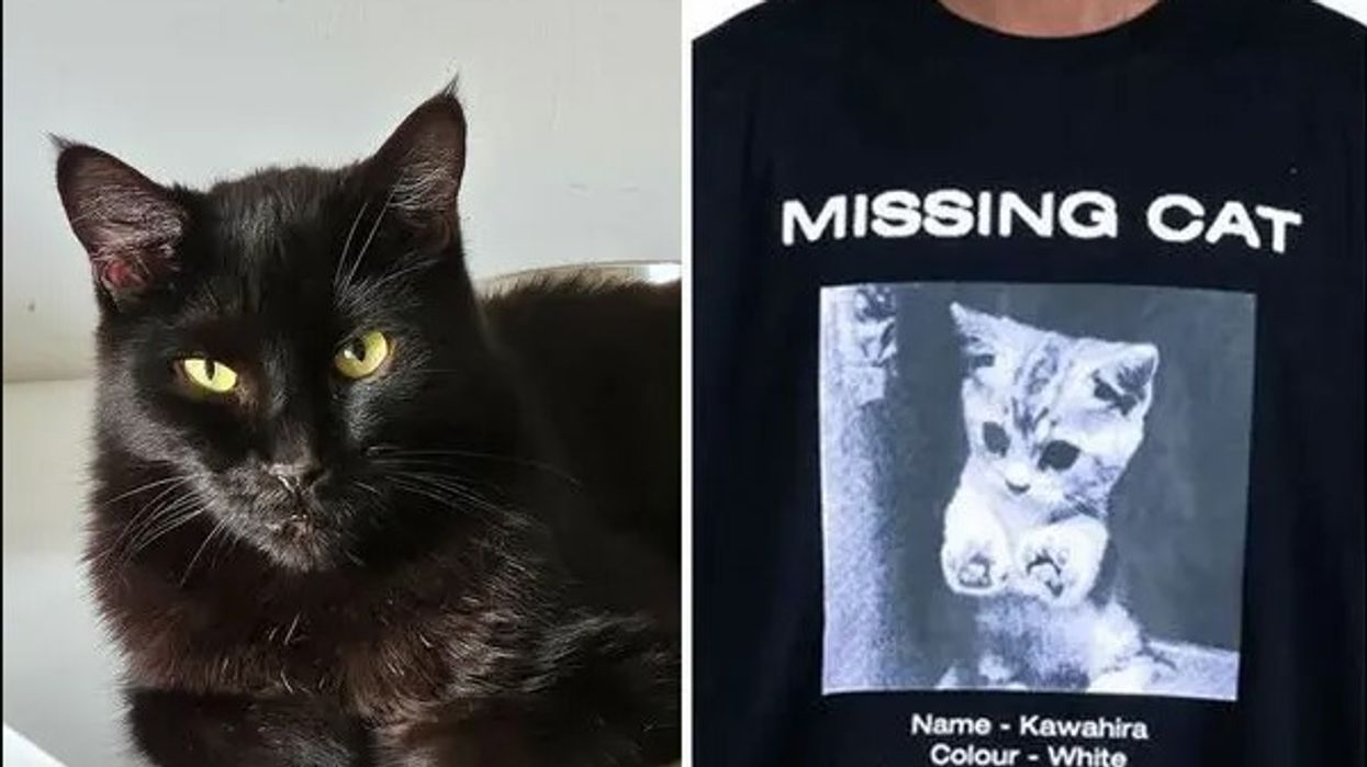 Gruan nga British Columbia e ‘bombardojnë’ me telefonata për shkak të një gabimi të shtypur në një bluzë, që shihet fotografia e maces së zhdukur