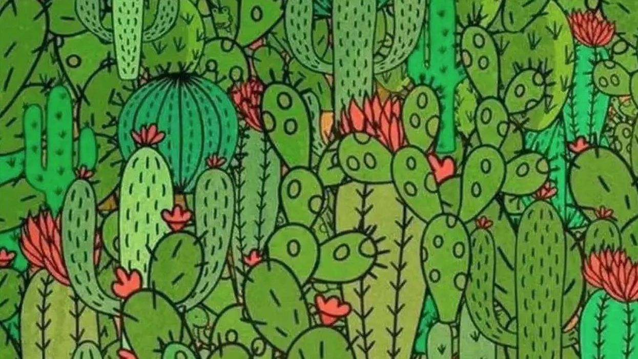 A mund t'i gjeni tri kafshët e fshehura mes kaktusëve?