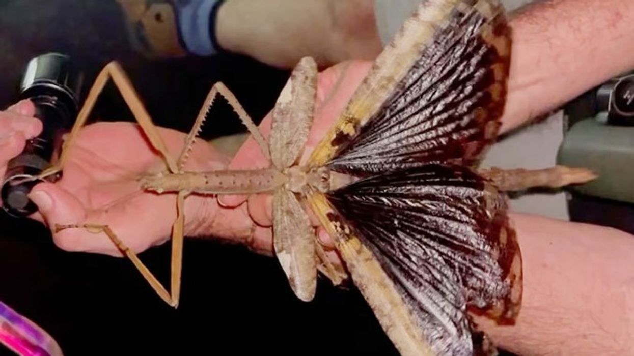 Zbulim i jashtëzakonshëm në Australi - del në dritë një insekt gjigant i fshehur prej kohësh