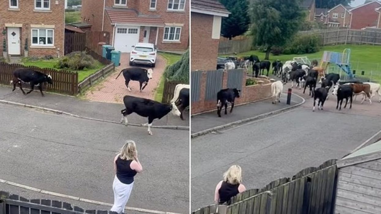 Stuhia e erës rrëzoi gardhet, lopët në "ofensivë" në një nga rrugët e një qyteti skocez