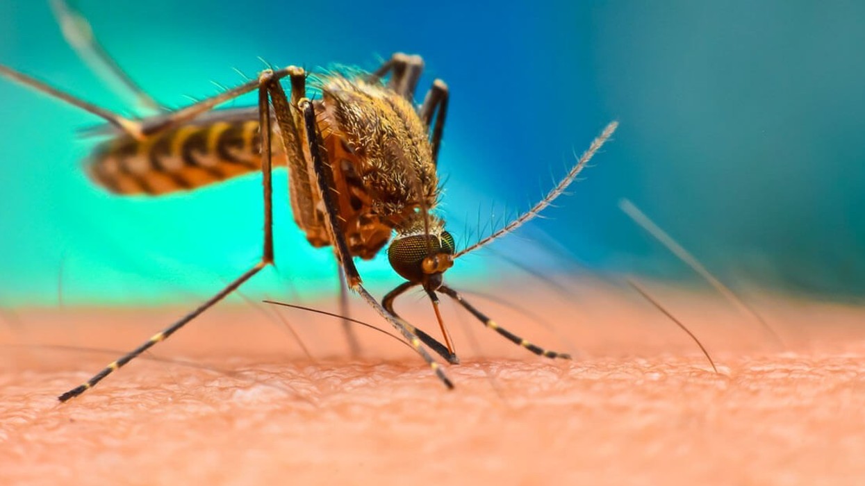 Kina lufton virusin chikungunya me dronë dhe rrjeta, ndërsa mijëra njerëz sëmuren