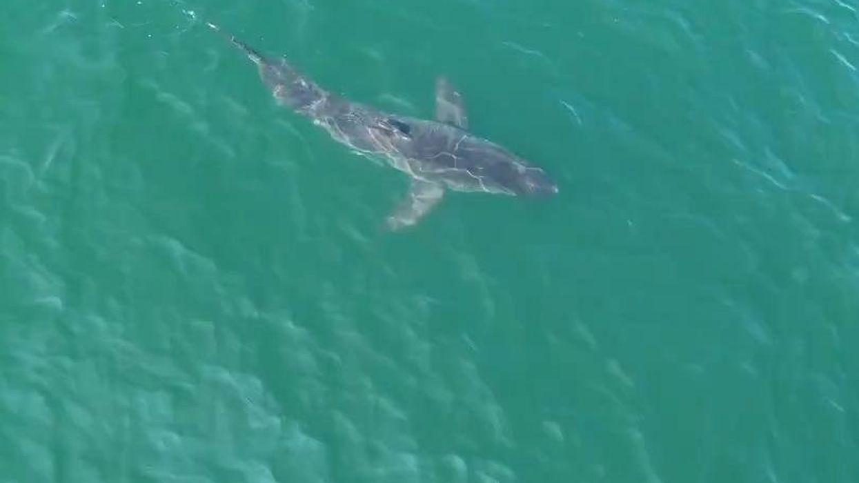 Peshkaqeni katër metërsh filmohet me dron duke notuar pranë plazheve të Maine-it, autoritetet paralajmërojnë pushuesit