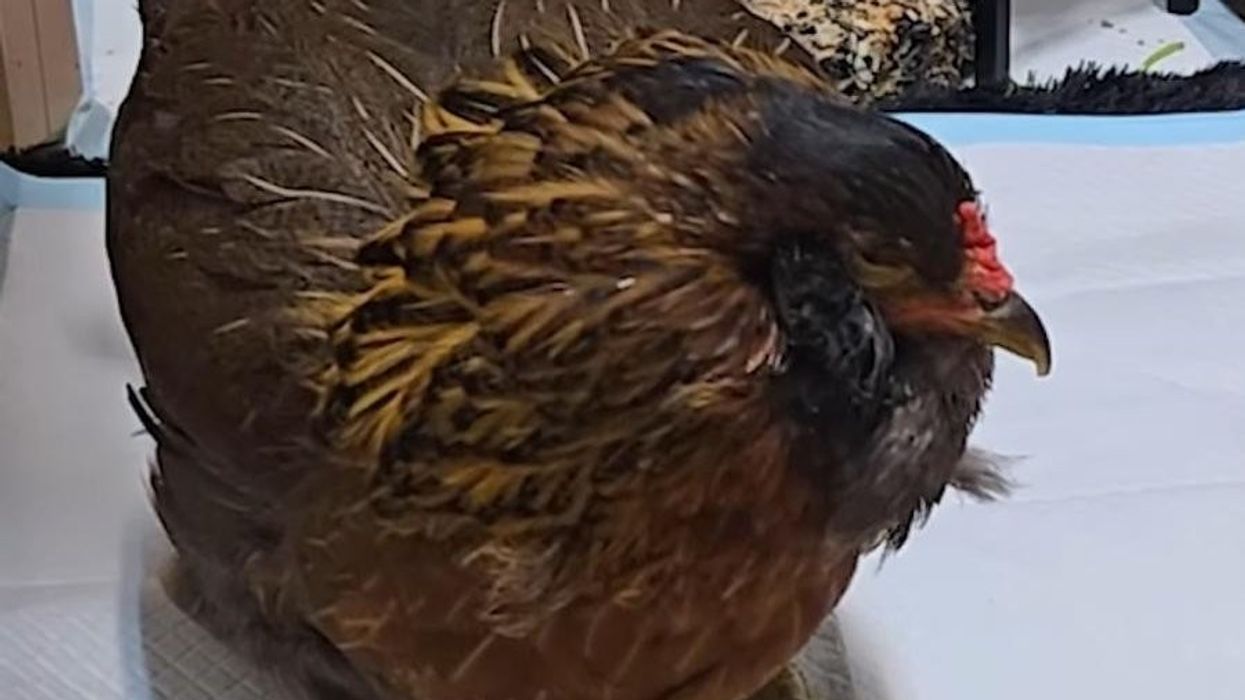 Pula e Teksasit shpallet më e vjetra në botë