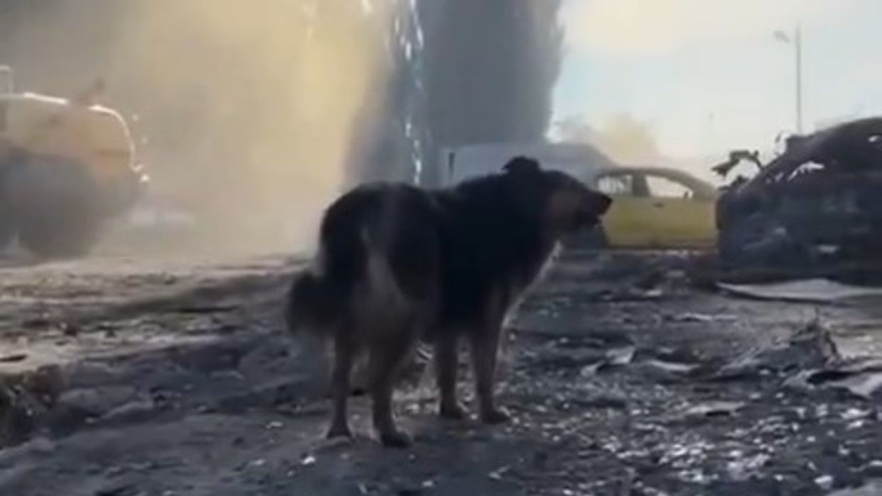 Besnikëri deri në fund - qeni që pret pronarin e ndjerë mes rrënojave në Ukrainë