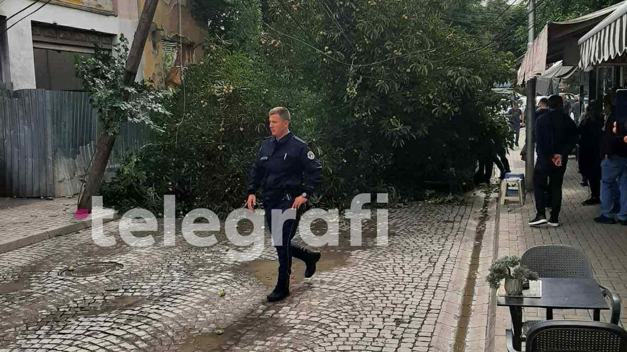 Bie një pemë në Prishtinë