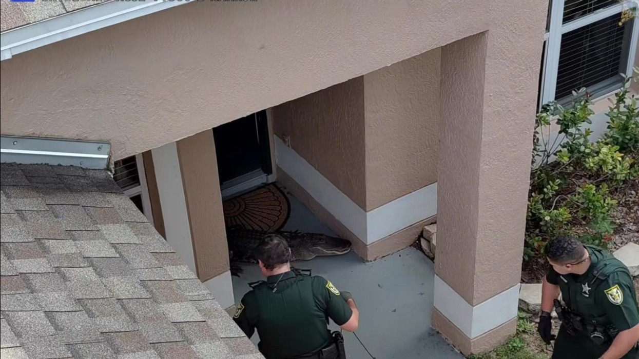 Gruaja gjen aligatorin në oborrin e shtëpisë në Florida, telefonon policinë – pamjet bëhen virale