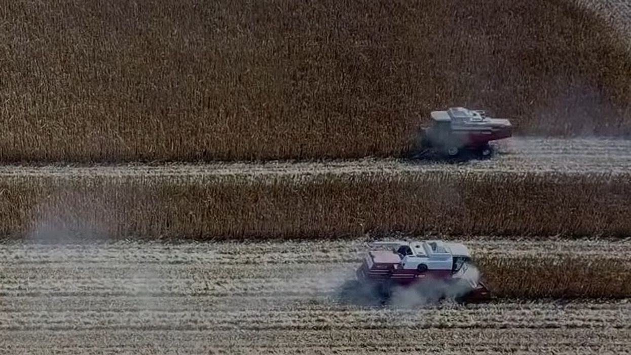 Gjirokastër – Reshjet vonojnë korrjen e misrit, kultivohen rreth 1.100 hektarë tokë me këtë kulturë