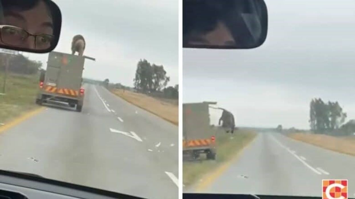 Moment tronditës, luani kërcen nga automjeti në lëvizje pasi iku nga rimorkio - pastaj bredh buzë rrugës në Afrikën e Jugut