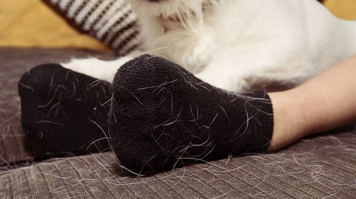 Si të hiqni më shpejt qimet e kafshëve nga rrobat - pa rul dhe pa mundim