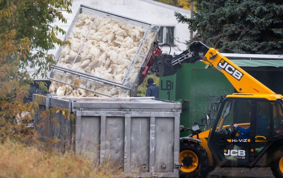 Vala e gripit të shpendëve në Gjermani është gati të lëvizë drejt jugut, paralajmëron autoriteti i kafshëve