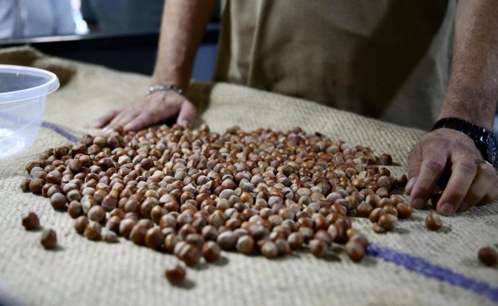 ​Tregu i lajthive në Turqi në një pengesë të madhe, pasi Ferrero, prodhuesi italian i Nutella-s, ndaloi përkohësisht blerjet