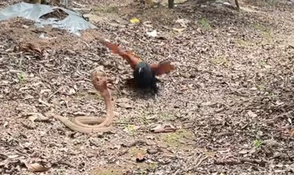 Kobra u gjend ballë për ballë me zogun - fundi i luftës doli të ishte një surprizë për shumë njerëz