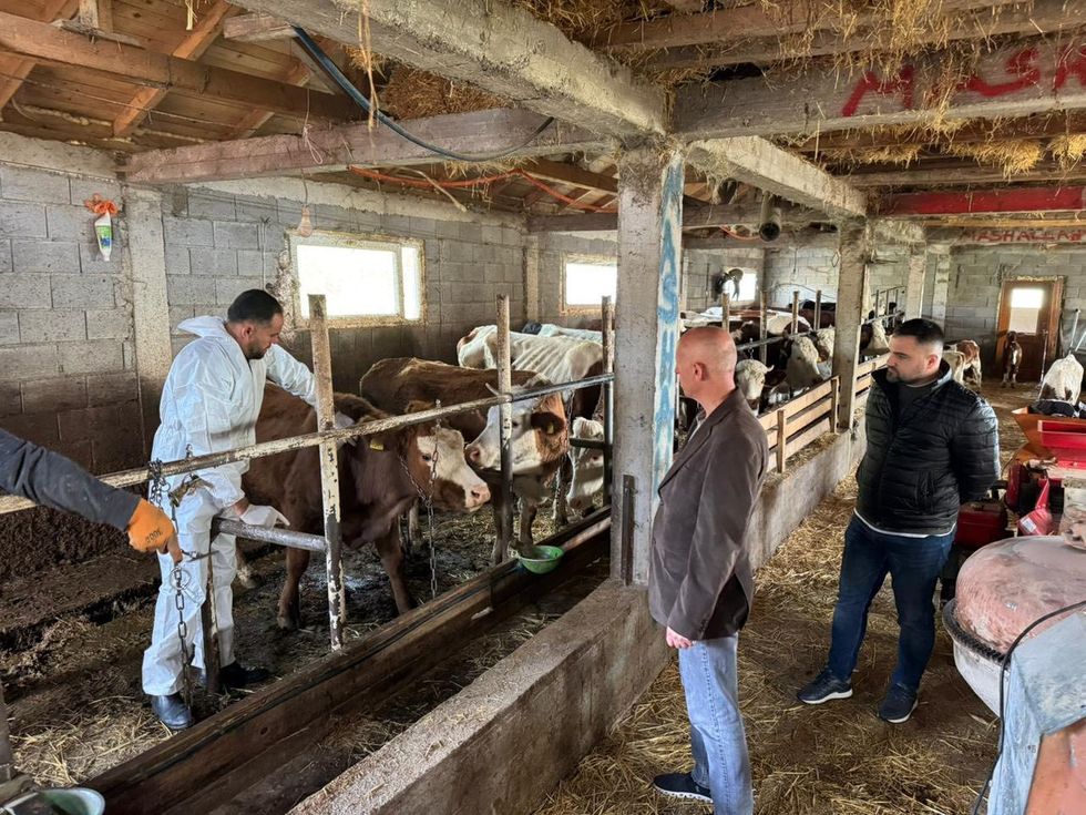 Hani i Elezit nis vaksinimin e gjedheve, për herë të parë me financim komunal