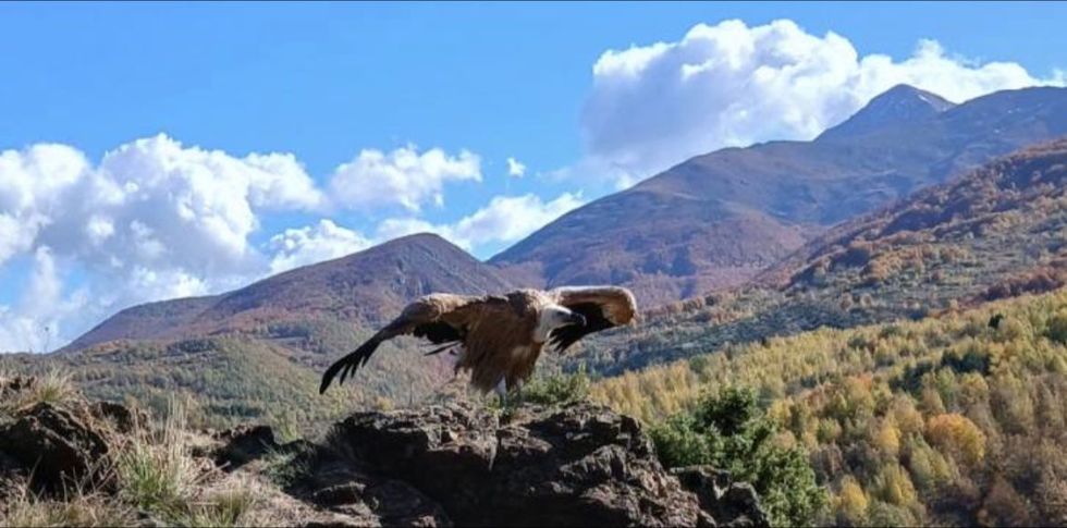 Coftinari kokëbardhë i lëshuar sërish në habitatin e tij natyror në Parkun Kombëtar “Sharri”
