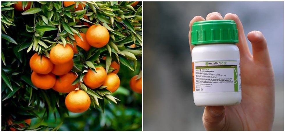 Mandarinat me kimikate: Analizat konfirmojnë se sasia e shitur në Tiranë ishte kancerogjene