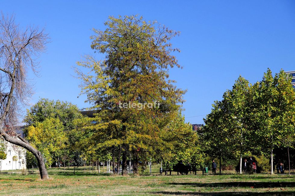 Mot me diell dhe vranët