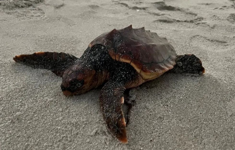 Vizitor i rrallë i Detit të Veriut – një breshkë ‘e rraskapitur’ gjendet në ishullin gjerman të Syltit