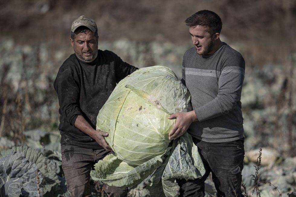 Fermerët në Turqi kultivuan lakër gjigante me peshë mbi 50 kilogramë