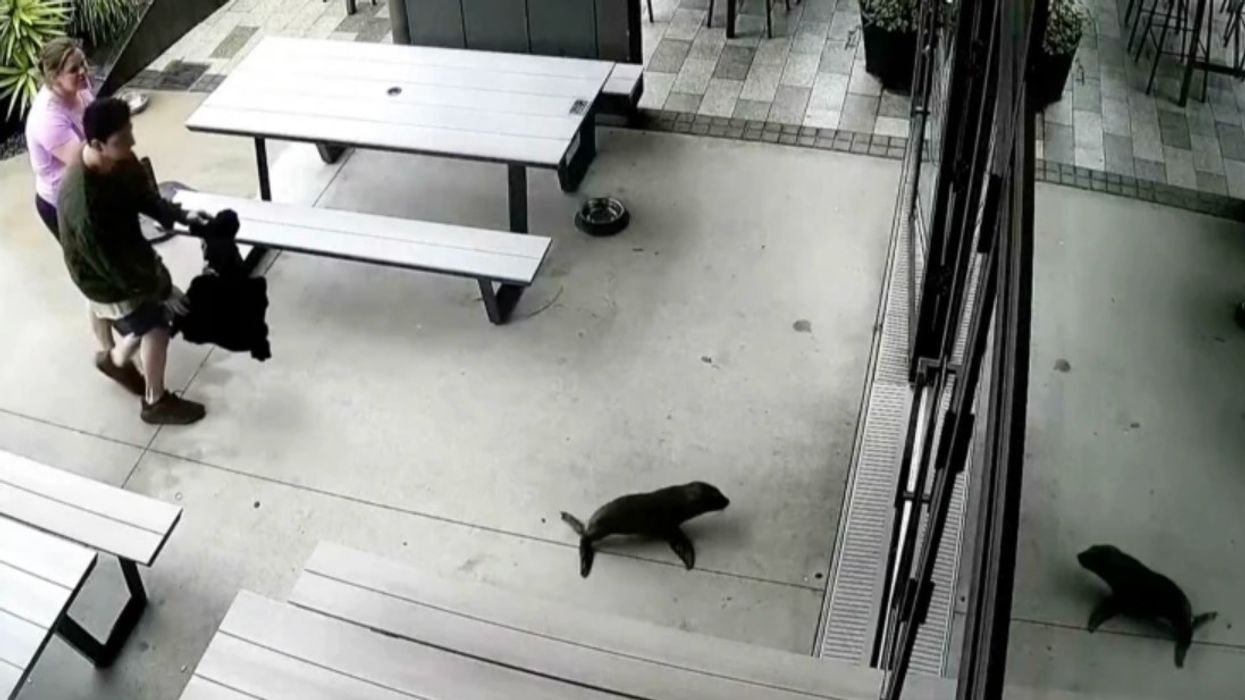 Një fokë e vogël “viziton” një bar në Zelandën e Re