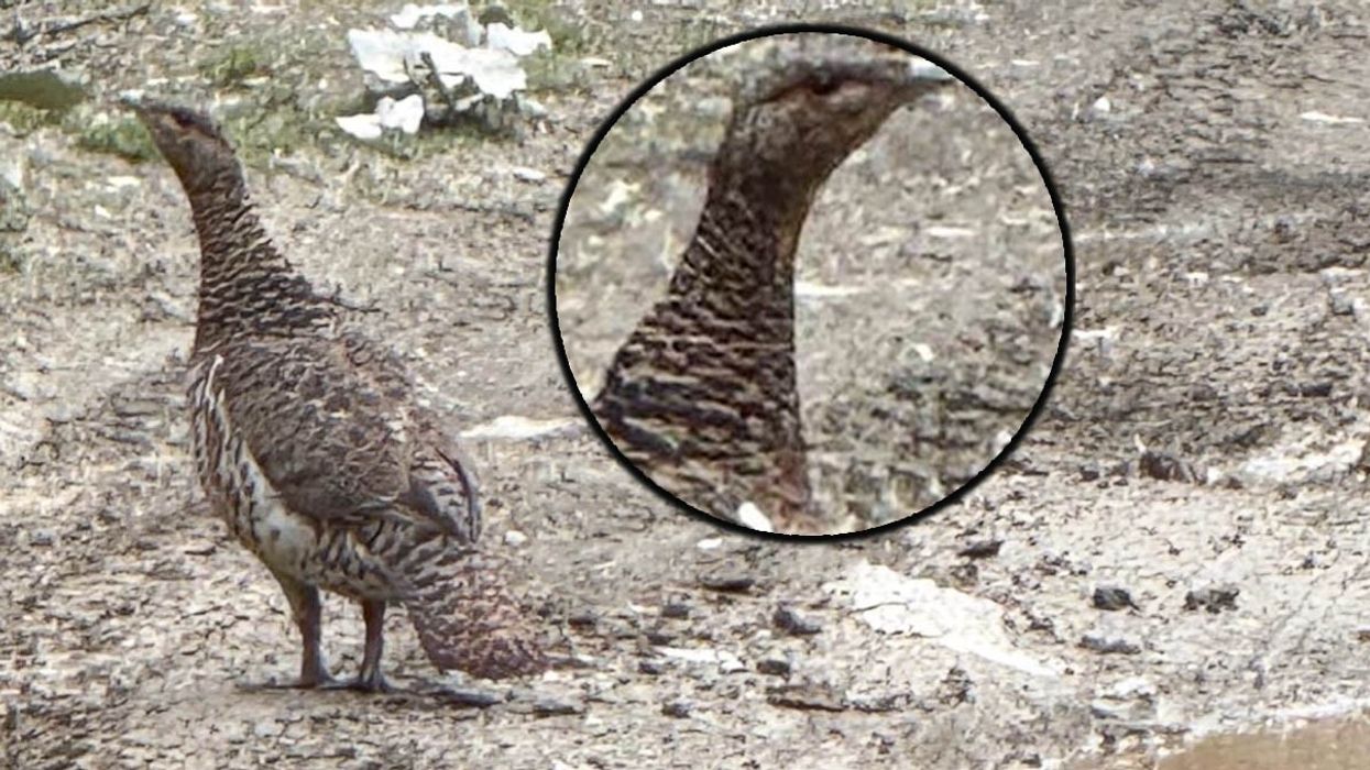 Zbulohet specie e rrallë në lumin e Gashit