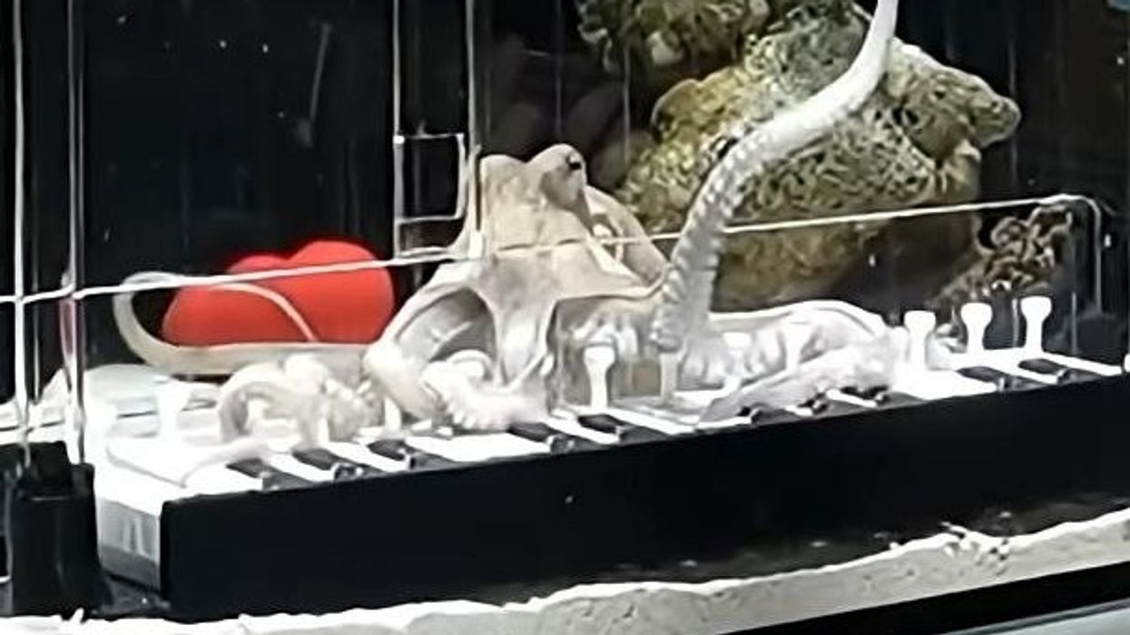Një burrë suedez e mëson oktapodin të luajë në piano