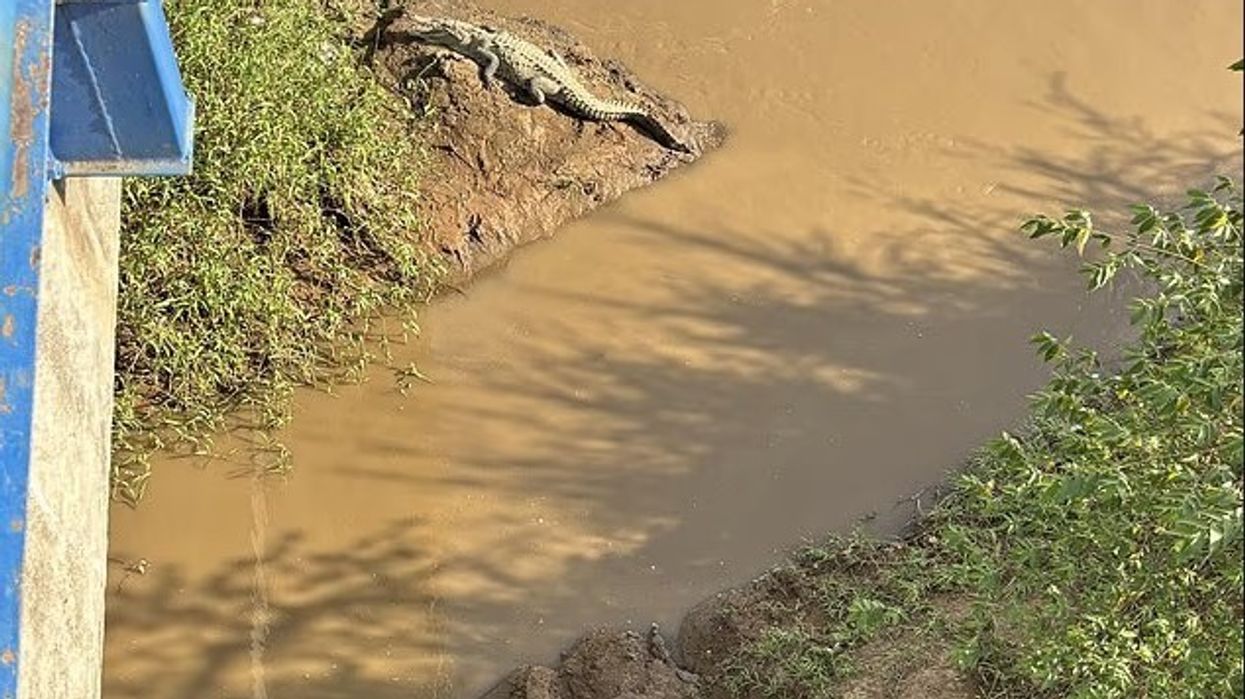 Një foto fsheh dy krokodilë - i pari është i lehtë për t’u parë, por a mund ta dalloni të dytin në më pak se 30 sekonda?