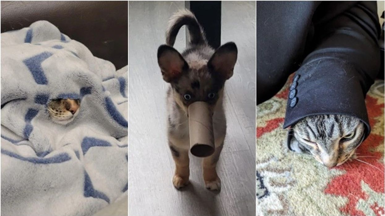 Disa fotografi që vërtetojnë se kafshët shtëpiake janë thjesht “komedianë të pazbuluar”!