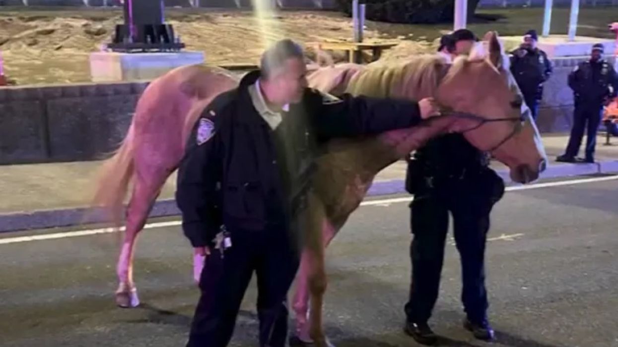 Kali i arratisur "viziton" aeroportin JFK të Nju Jorkut