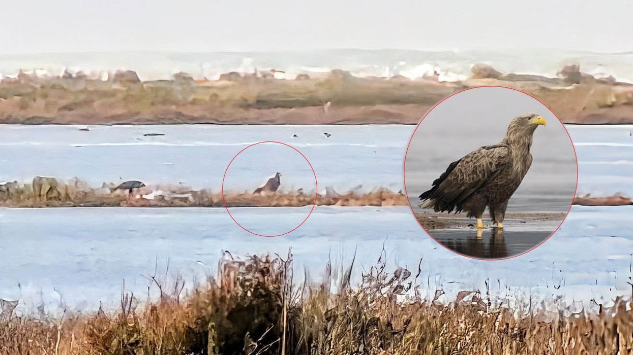 Një shpend i zhdukur po rikthehet në Shqipëri