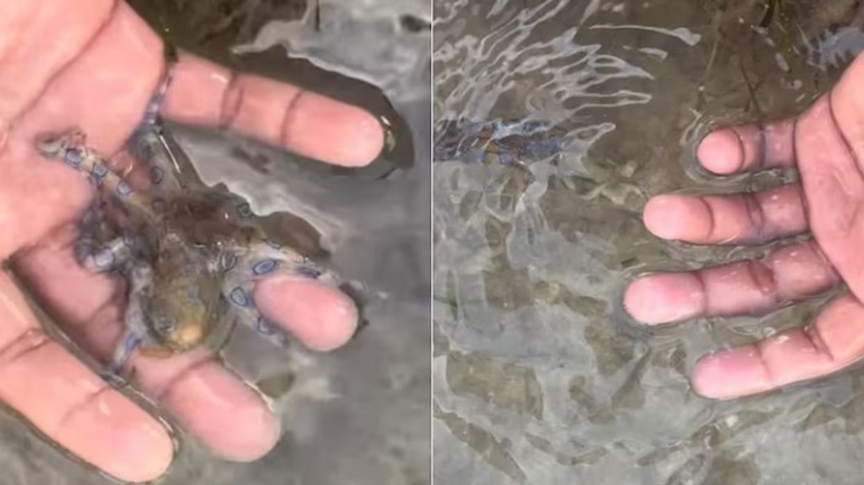 Turisti britanik prek pa e ditur një nga krijesat më vdekjeprurëse në botë në Filipine, shpëton mrekullisht pa pasoja