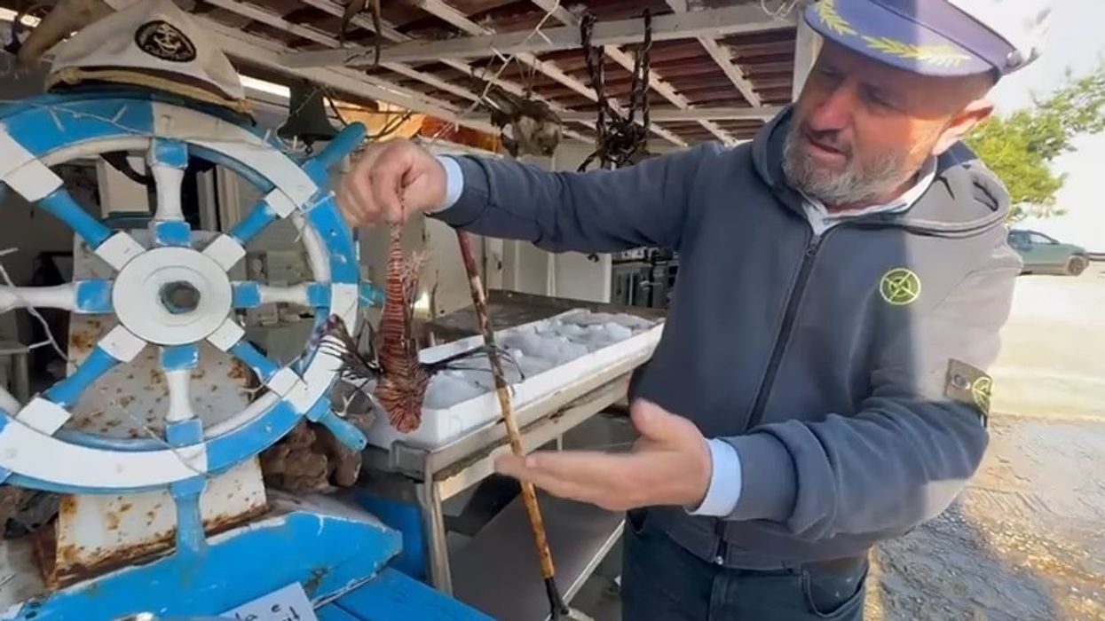 Peshku luan “pushton” Gjirin e Vlorës, peshkatari: Ka helm, nuk duhet të konsumohet Peshku luan “pushton” Gjirin e Vlorës, peshkatari: Ka helm, nuk duhet të konsumohet