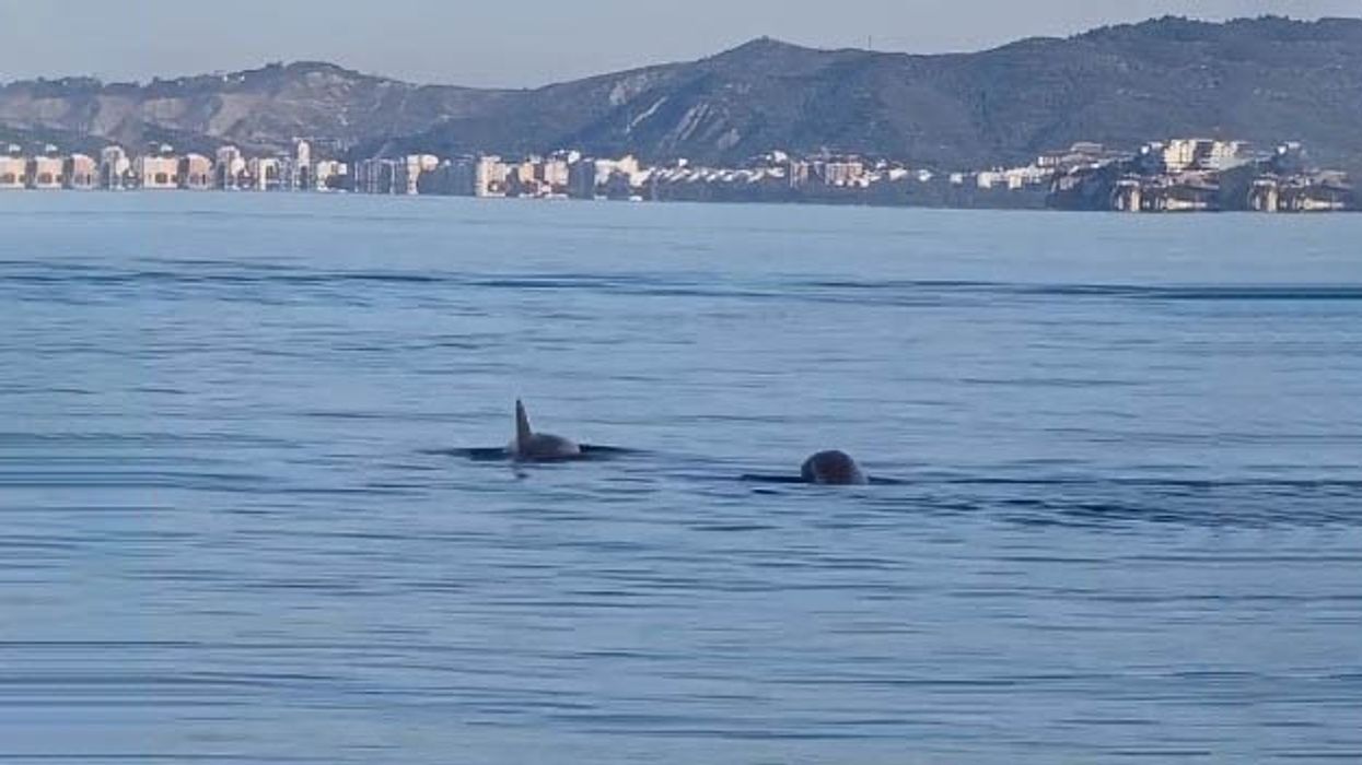 Delfinët dhurojnë spektakël në Vlorë, Rama publikon pamjet Delfinët dhurojnë spektakël në Vlorë, Rama publikon pamjet