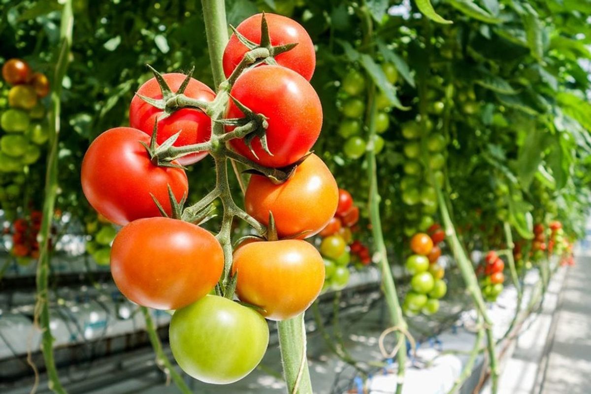 Shqipëria e fundit në rajon për mbështetjen e bujqësisë Shqipëria e fundit në rajon për mbështetjen e bujqësisë