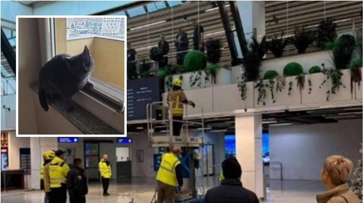 Situatë e pazakontë në Aeroportin e Sarajevës - macja e një pasagjereje arratiset gjatë kontrollit të sigurisë