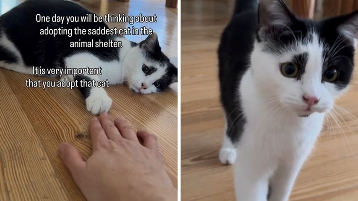 Ajo adoptoi macen më të trishtuar në strehë - transformimi i kafshës do t'iu shkrin zemrat Ajo adoptoi macen më të trishtuar në strehë - transformimi i kafshës do t'iu shkrin zemrat