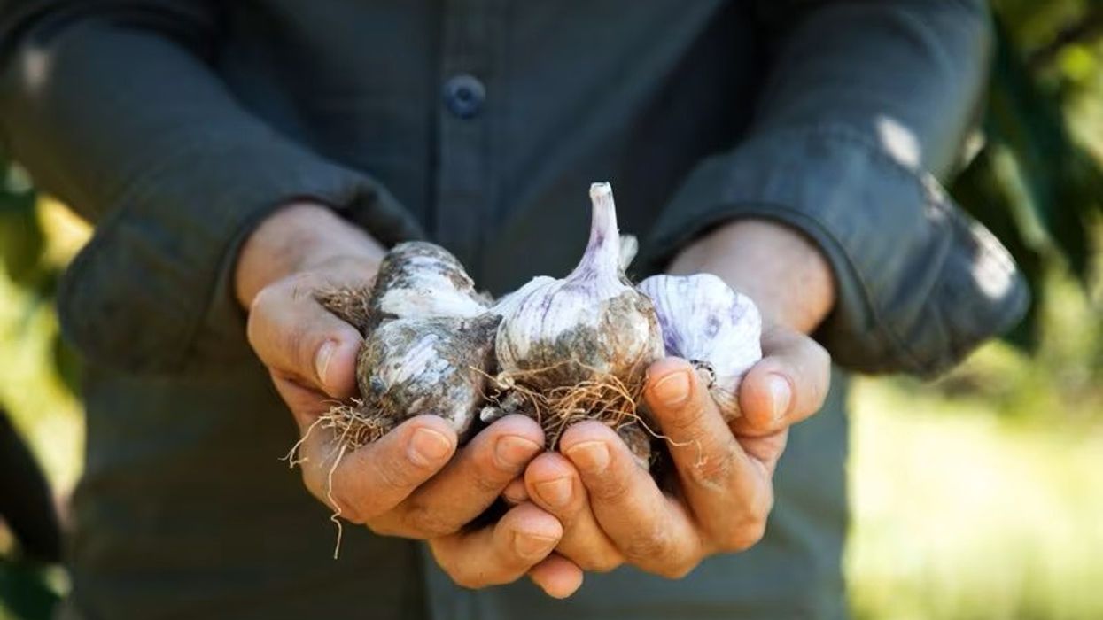 Sa zgjat vërtet hudhra dhe kur duhet ta hidhni menjëherë