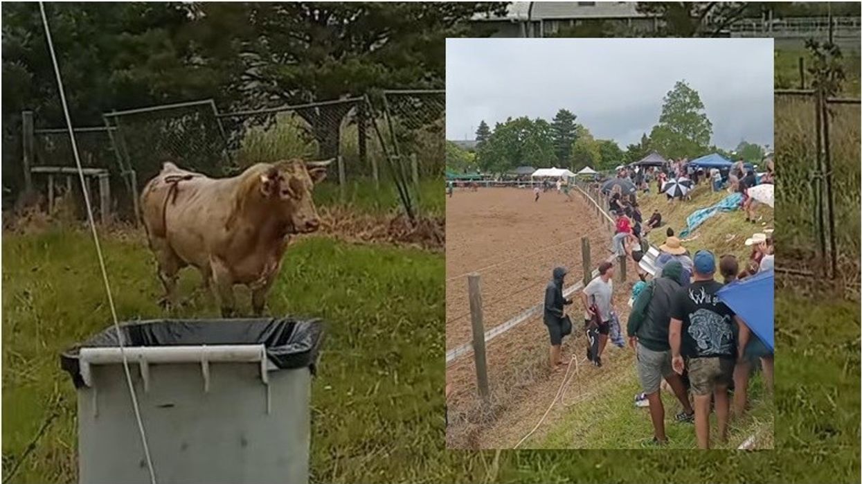 Demi thyen gardhin në Zelandën e Re - nuk ishte agresiv dhe vetëm tentoi të largohej nga turma