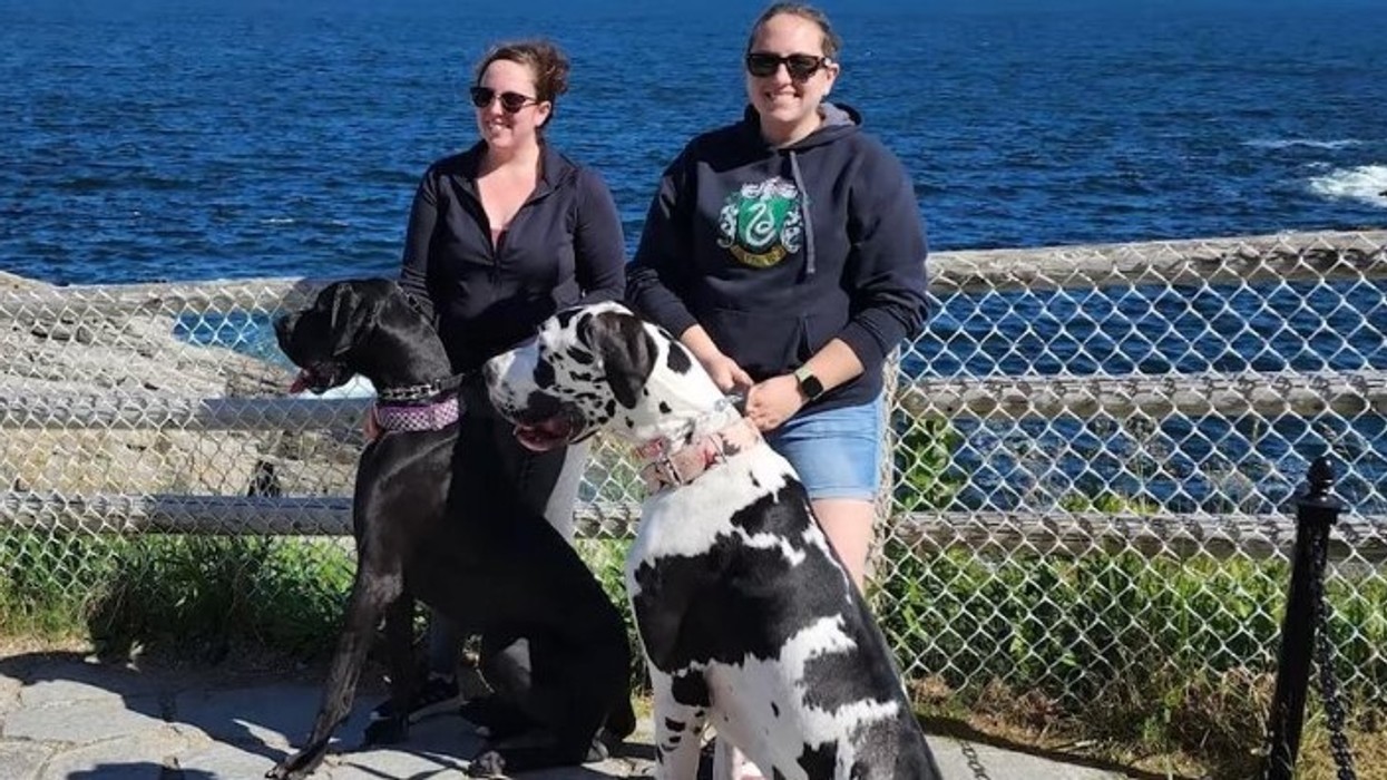 Ky është qeni më i gjatë femër