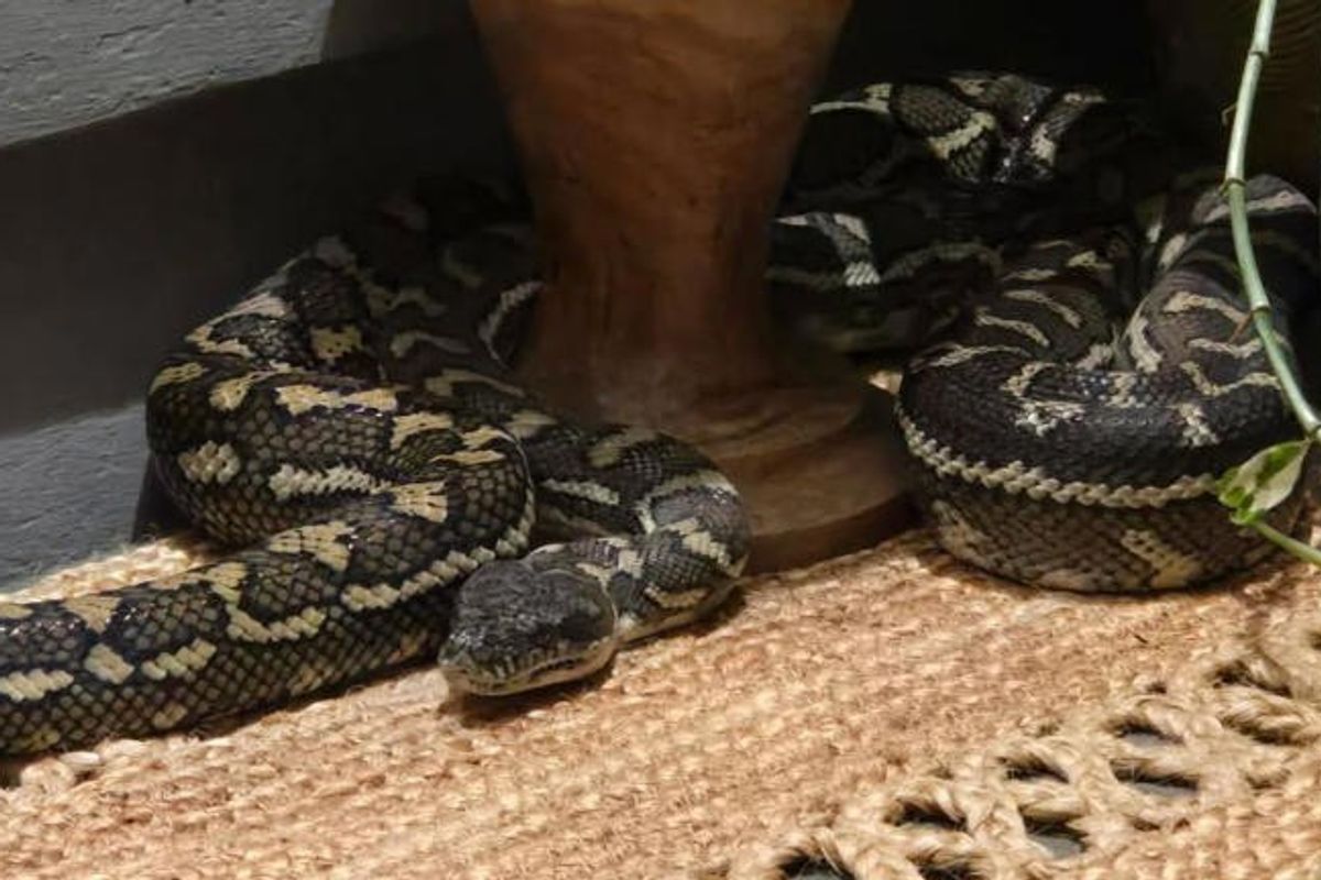 Një grua zgjohet dhe gjen një piton 2.5 metra të gjatë në gjoksin e saj Një grua zgjohet dhe gjen një piton 2.5 metra të gjatë në gjoksin e saj