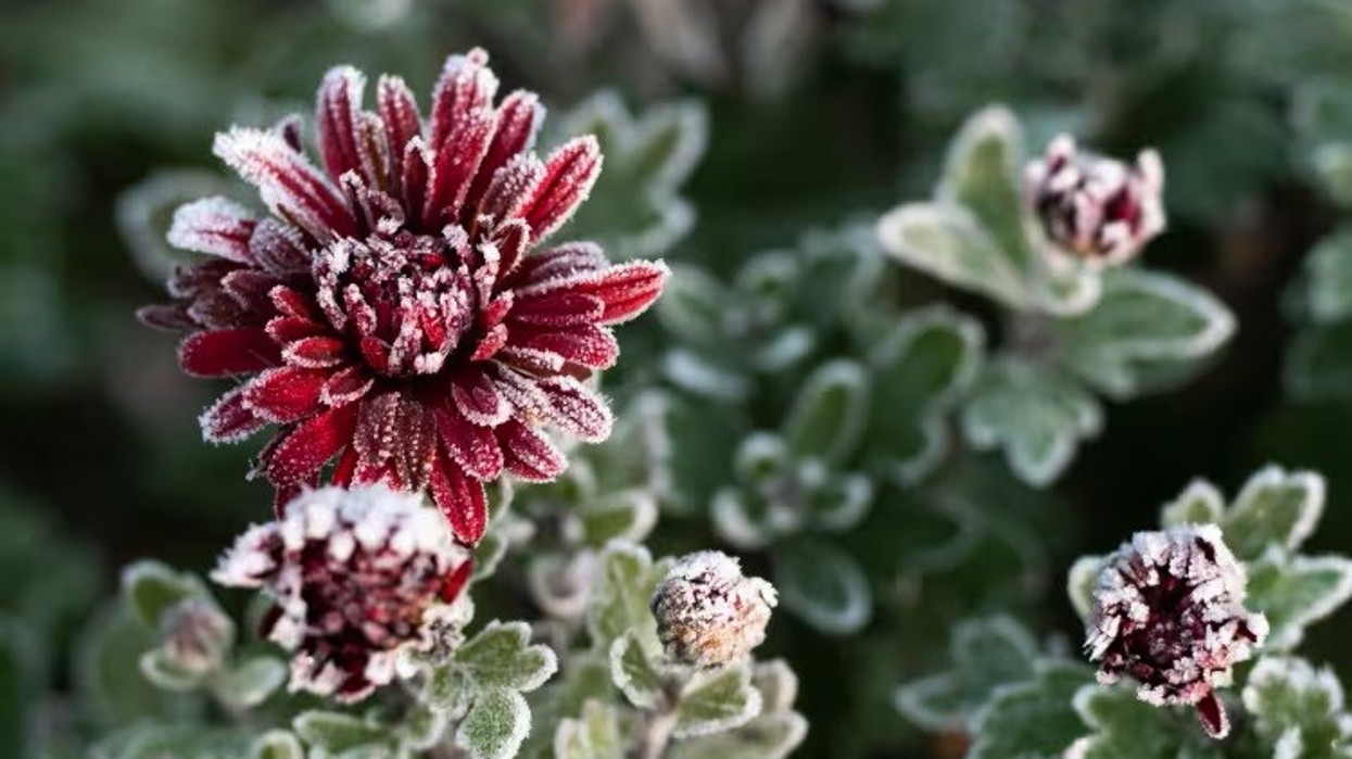 Kjo është lulja më e bukur e dimrit: Feng shui thotë se sjell harmoni dhe fat të mirë