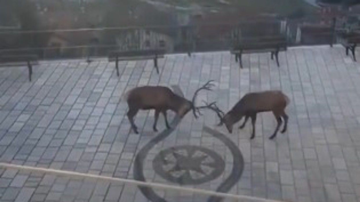 Kush fiton? Dy drerë shihen në një "duel të drejtpërdrejtë" në një rrugë të Italisë